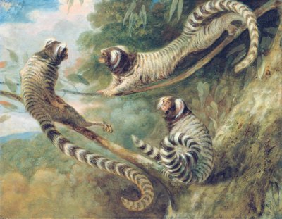 A Marmoset in Three Attitudes by George Garrard